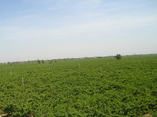 10萬(wàn)畝蘋(píng)果基地 10萬(wàn)畝蘋(píng)果基地