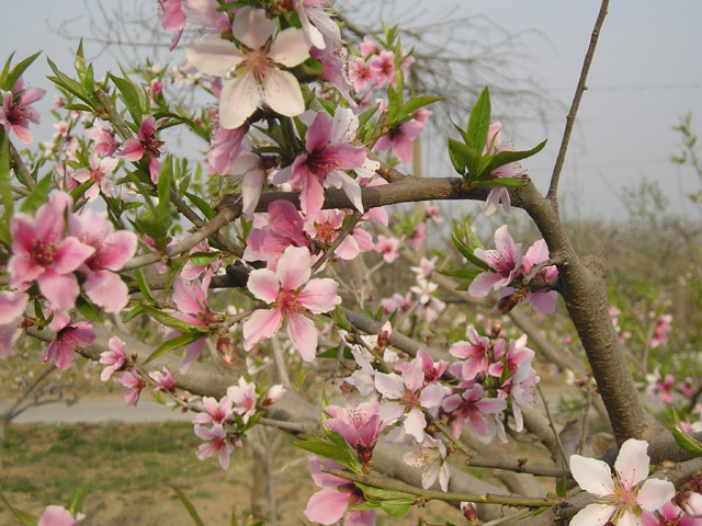 22萬(wàn)畝白桃基地 22萬(wàn)畝白桃基地