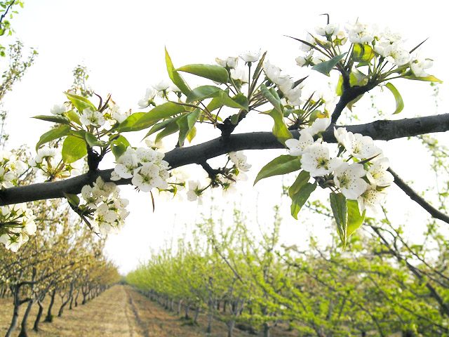 35萬(wàn)畝梨基地 35萬(wàn)畝梨基地