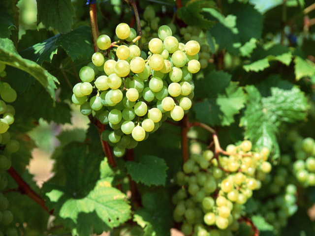 葡萄種植基地 葡萄種植基地