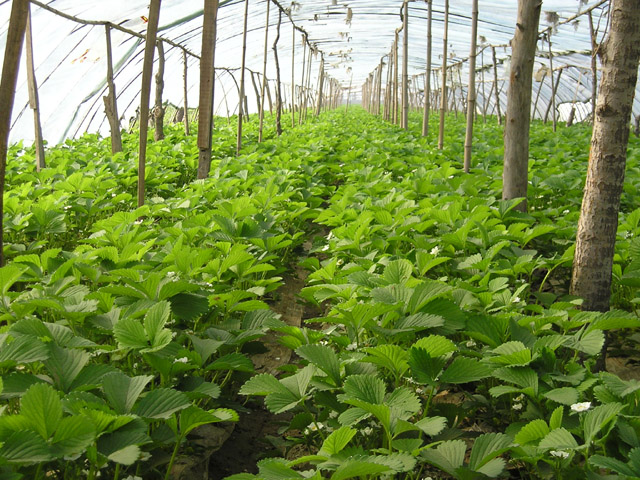 萬(wàn)畝草莓基地 萬(wàn)畝草莓基地